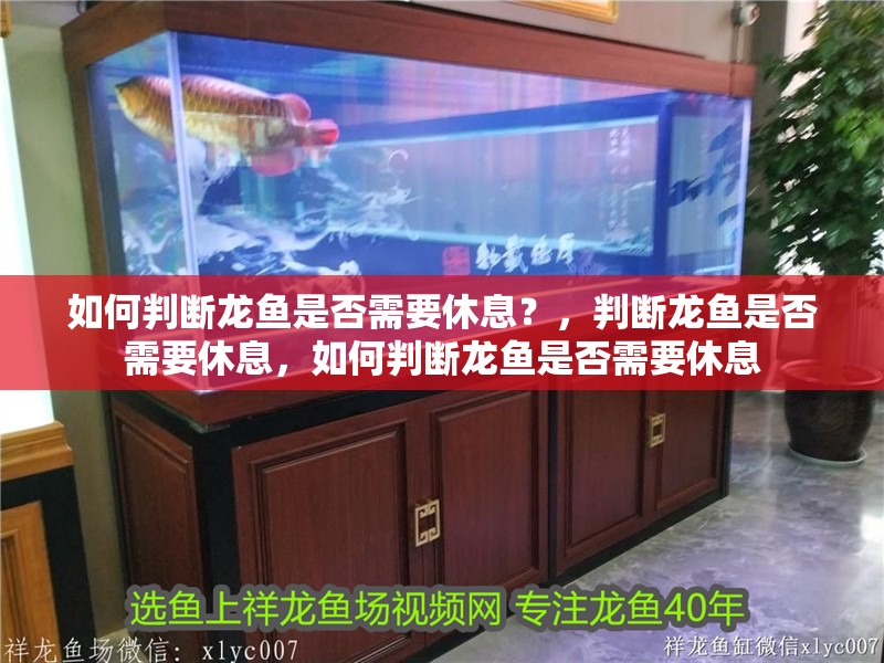 如何判斷龍魚是否需要休息？，判斷龍魚是否需要休息，如何判斷龍魚是否需要休息