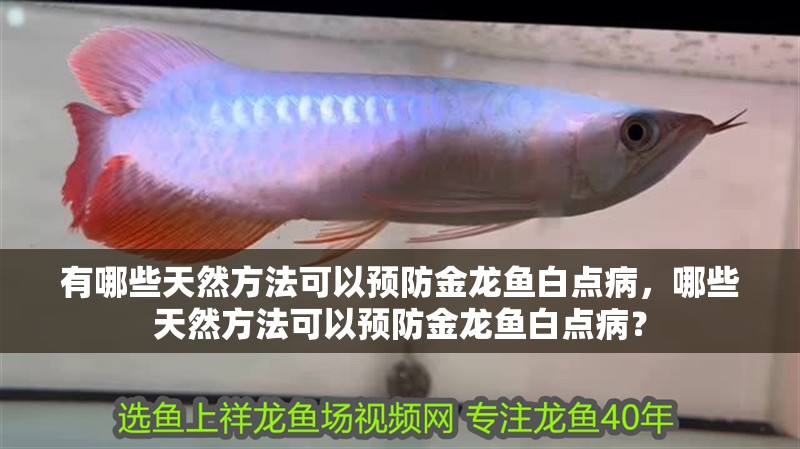 有哪些天然方法可以預(yù)防金龍魚白點(diǎn)病，哪些天然方法可以預(yù)防金龍魚白點(diǎn)病？