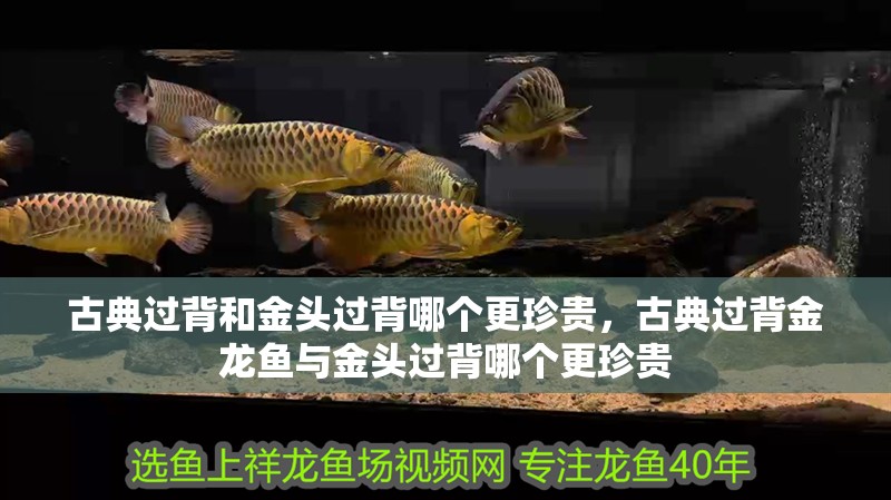 古典過背和金頭過背哪個更珍貴，古典過背金龍魚與金頭過背哪個更珍貴