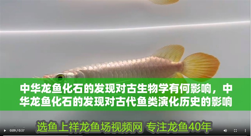 中華龍魚化石的發現對古生物學有何影響，中華龍魚化石的發現對古代魚類演化歷史的影響