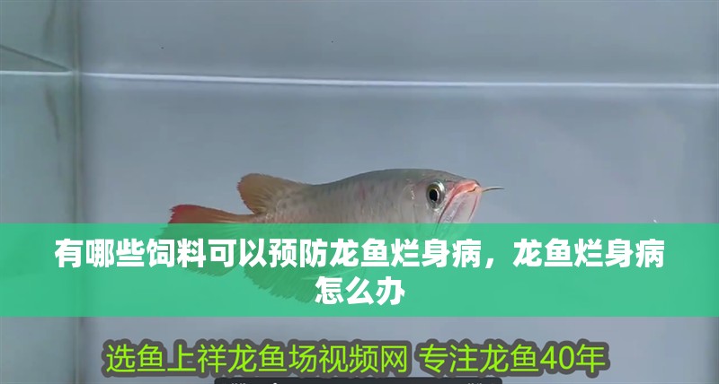有哪些飼料可以預(yù)防龍魚(yú)爛身病，龍魚(yú)爛身病怎么辦