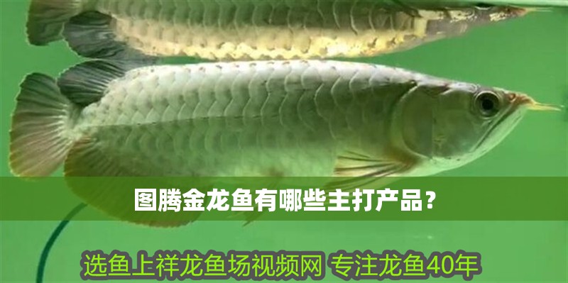 圖騰金龍魚有哪些主打產(chǎn)品？