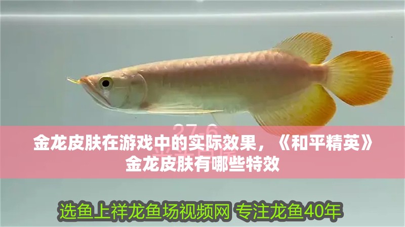 金龍皮膚在游戲中的實際效果，《和平精英》金龍皮膚有哪些特效
