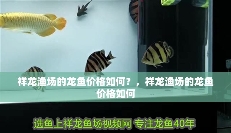 祥龍漁場的龍魚價格如何？，祥龍漁場的龍魚價格如何