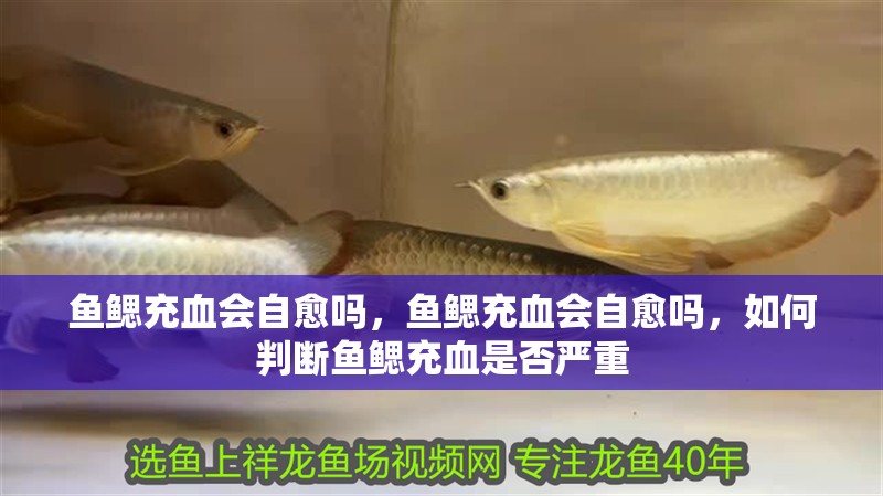 魚鰓充血會(huì)自愈嗎，魚鰓充血會(huì)自愈嗎，如何判斷魚鰓充血是否嚴(yán)重