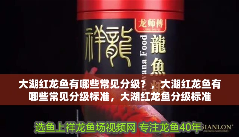 大湖紅龍魚有哪些常見分級？，大湖紅龍魚有哪些常見分級標準，大湖紅龍魚分級標準