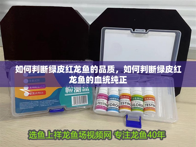 如何判斷綠皮紅龍魚的品質，如何判斷綠皮紅龍魚的血統純正