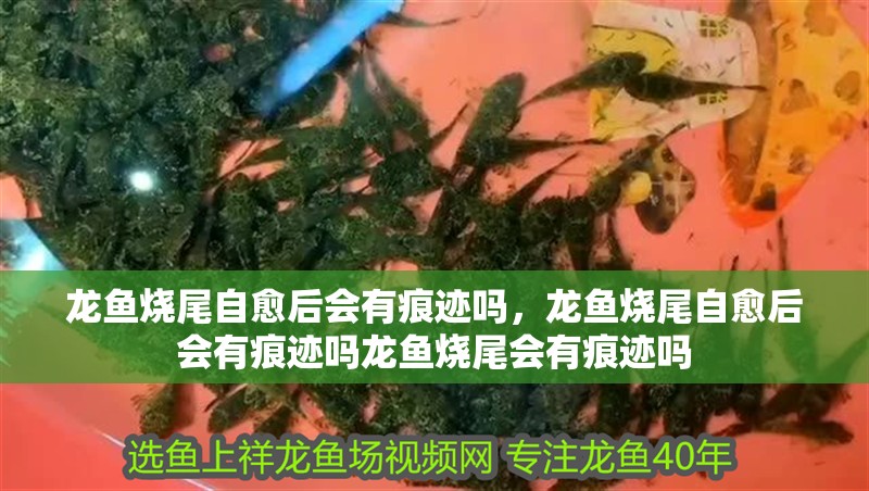 龍魚燒尾自愈后會有痕跡嗎，龍魚燒尾自愈后會有痕跡嗎龍魚燒尾會有痕跡嗎