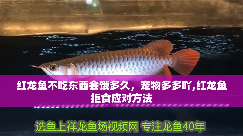 紅龍魚不吃東西會餓多久，寵物多多吖,紅龍魚拒食應對方法