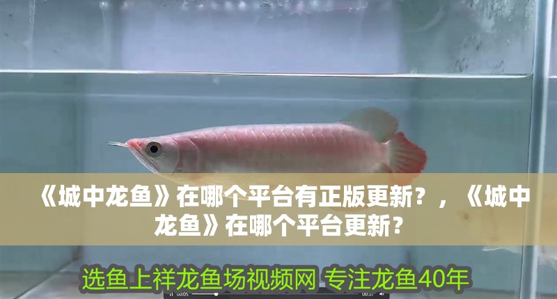 《城中龍魚》在哪個平臺有正版更新？，《城中龍魚》在哪個平臺更新？