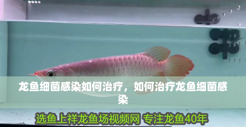 龍魚細菌感染如何治療，如何治療龍魚細菌感染