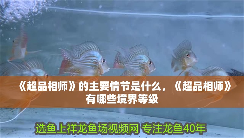 《超品相師》的主要情節是什么，《超品相師》有哪些境界等級