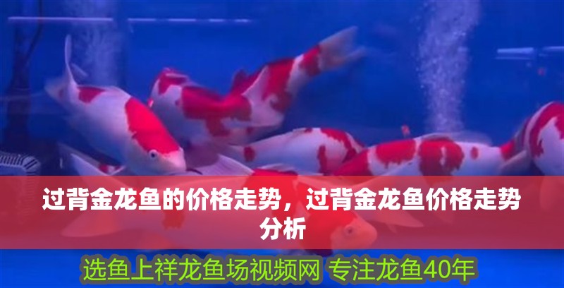 過背金龍魚的價格走勢，過背金龍魚價格走勢分析