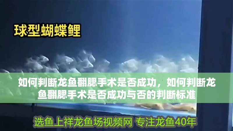 如何判斷龍魚翻腮手術是否成功，如何判斷龍魚翻腮手術是否成功與否的判斷標準