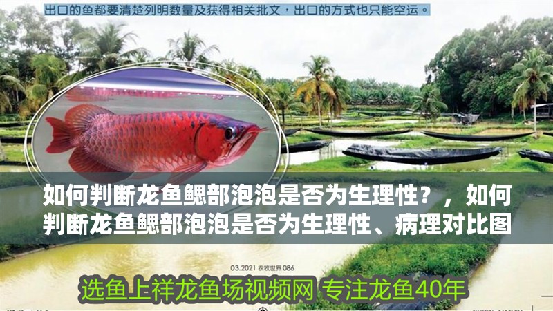如何判斷龍魚鰓部泡泡是否為生理性？，如何判斷龍魚鰓部泡泡是否為生理性、病理對比圖文并茂