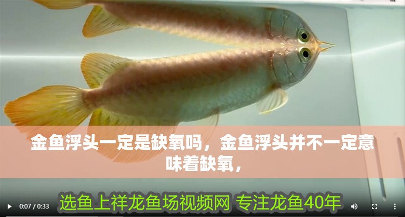 金魚浮頭一定是缺氧嗎，金魚浮頭并不一定意味著缺氧，