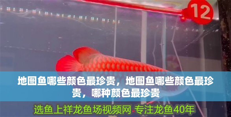 地圖魚哪些顏色最珍貴，地圖魚哪些顏色最珍貴，哪種顏色最珍貴