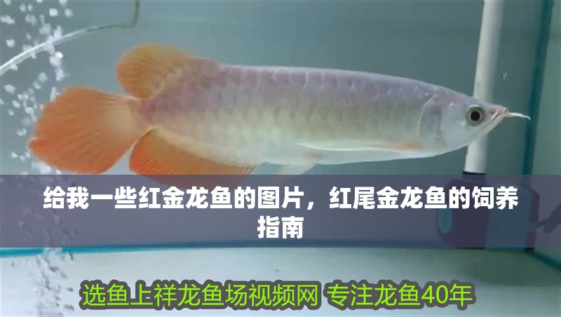 給我一些紅金龍魚的圖片，紅尾金龍魚的飼養(yǎng)指南