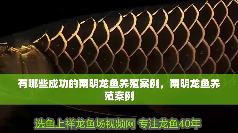 有哪些成功的南明龍魚養殖案例，南明龍魚養殖案例