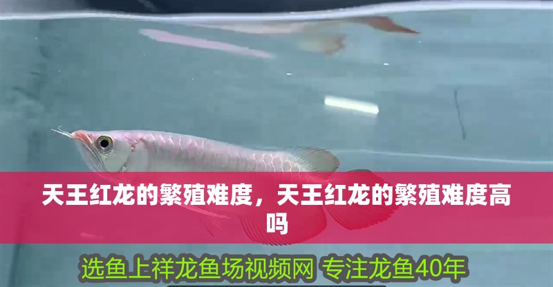 天王紅龍的繁殖難度，天王紅龍的繁殖難度高嗎