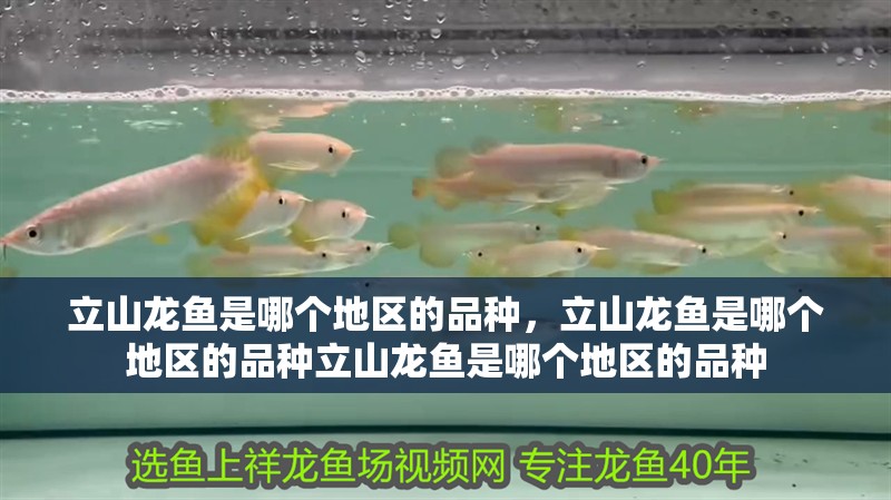 立山龍魚是哪個地區的品種，立山龍魚是哪個地區的品種立山龍魚是哪個地區的品種