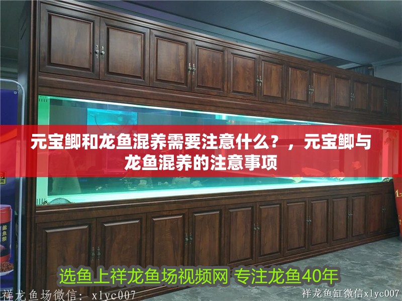 元寶鯽和龍魚混養需要注意什么？，元寶鯽與龍魚混養的注意事項