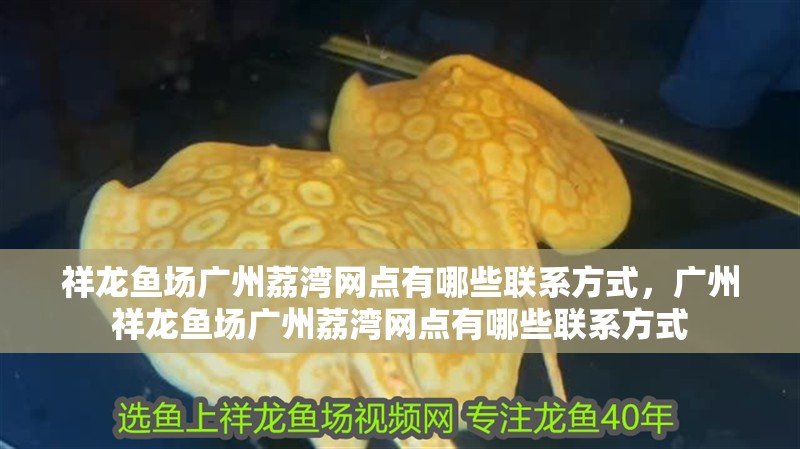 祥龍魚場廣州荔灣網(wǎng)點有哪些聯(lián)系方式，廣州祥龍魚場廣州荔灣網(wǎng)點有哪些聯(lián)系方式
