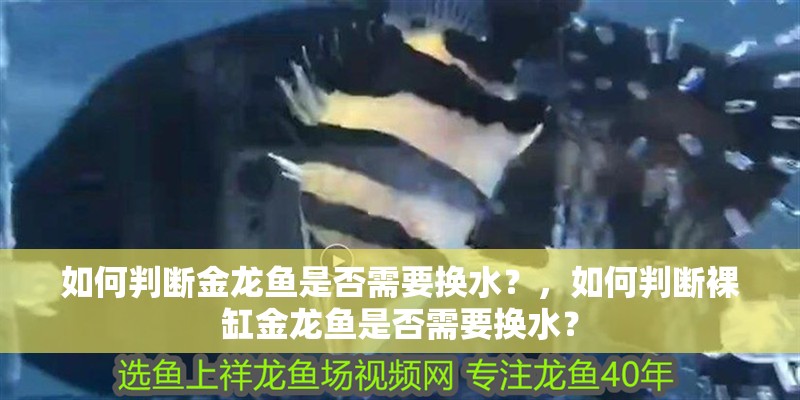 如何判斷金龍魚是否需要換水？，如何判斷裸缸金龍魚是否需要換水？