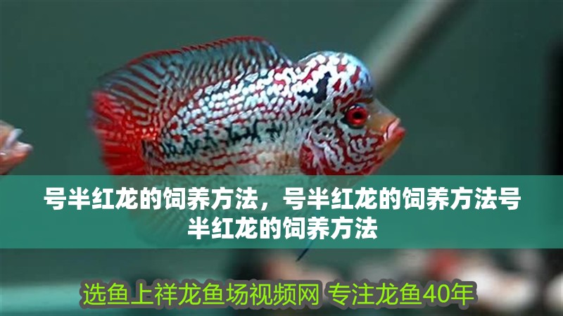 號半紅龍的飼養方法，號半紅龍的飼養方法號半紅龍的飼養方法