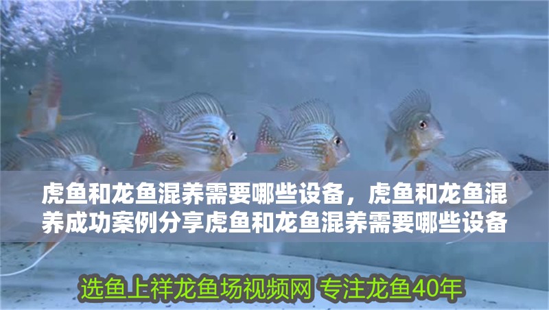 虎魚和龍魚混養需要哪些設備，虎魚和龍魚混養成功案例分享虎魚和龍魚混養需要哪些設備