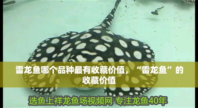 雷龍魚哪個品種最有收藏價值，“雷龍魚”的收藏價值