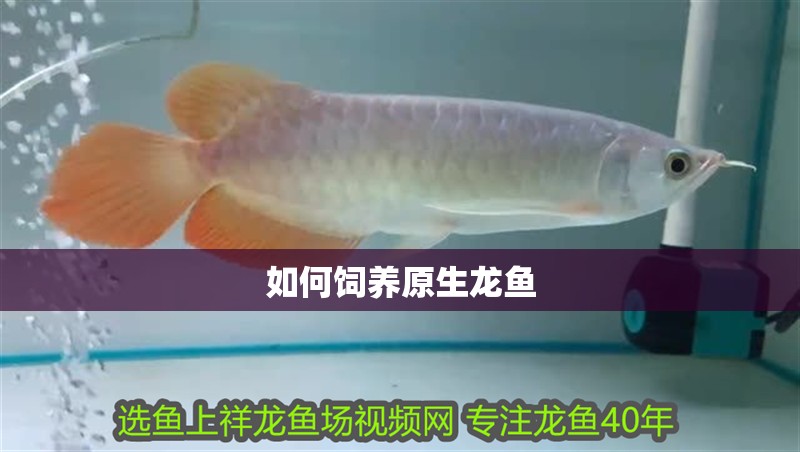 如何飼養原生龍魚