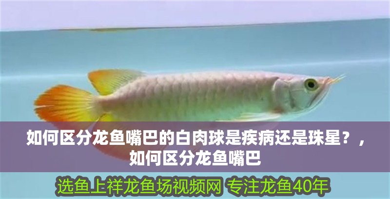 如何區(qū)分龍魚嘴巴的白肉球是疾病還是珠星？，如何區(qū)分龍魚嘴巴