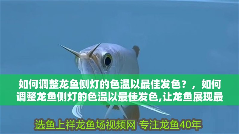 如何調(diào)整龍魚側(cè)燈的色溫以最佳發(fā)色？，如何調(diào)整龍魚側(cè)燈的色溫以最佳發(fā)色,讓龍魚展現(xiàn)最驚艷的發(fā)色