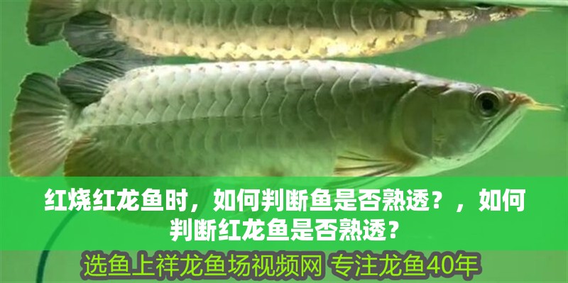 紅燒紅龍魚時，如何判斷魚是否熟透？，如何判斷紅龍魚是否熟透？