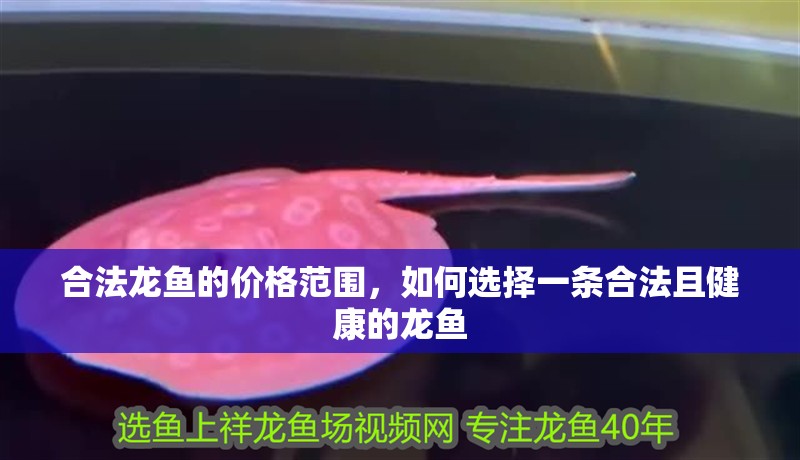 合法龍魚的價格范圍，如何選擇一條合法且健康的龍魚