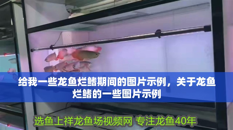 給我一些龍魚爛鰭期間的圖片示例，關于龍魚爛鰭的一些圖片示例