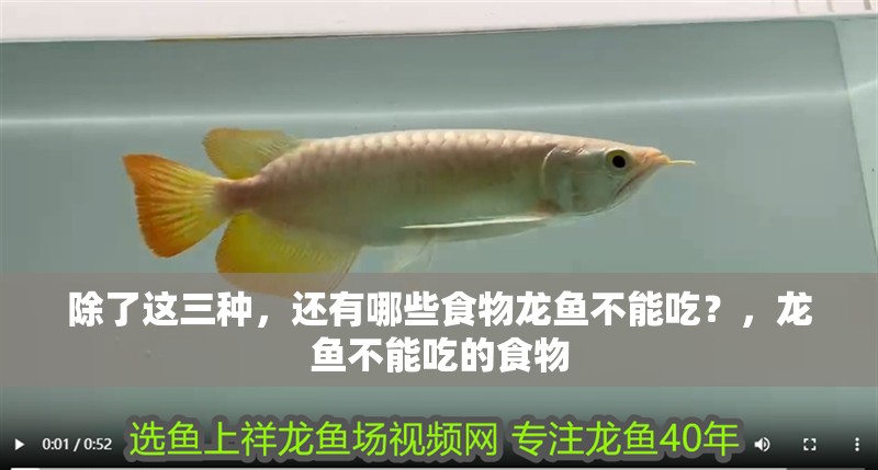 除了這三種，還有哪些食物龍魚不能吃？，龍魚不能吃的食物