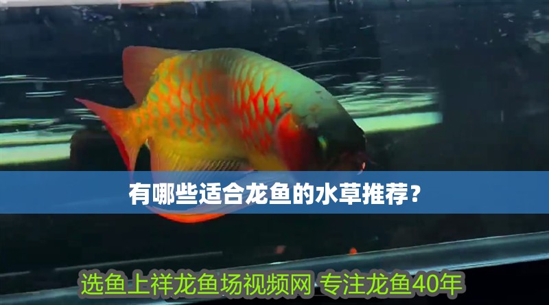 有哪些適合龍魚的水草推薦？