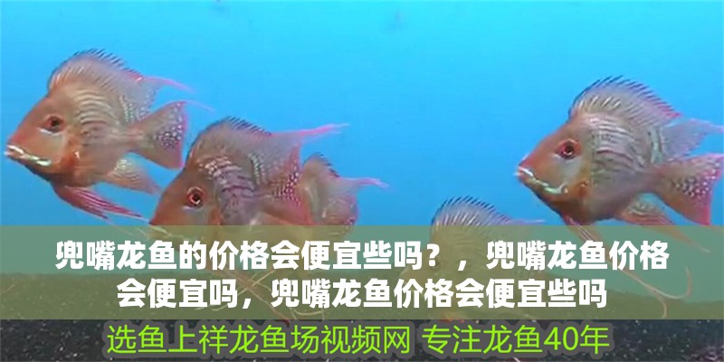 兜嘴龍魚的價格會便宜些嗎？，兜嘴龍魚價格會便宜嗎，兜嘴龍魚價格會便宜些嗎