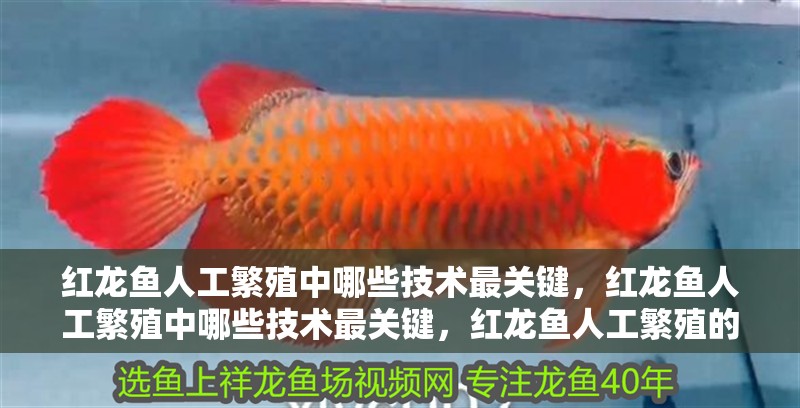 紅龍魚人工繁殖中哪些技術(shù)最關(guān)鍵，紅龍魚人工繁殖中哪些技術(shù)最關(guān)鍵，紅龍魚人工繁殖的核心難點在于