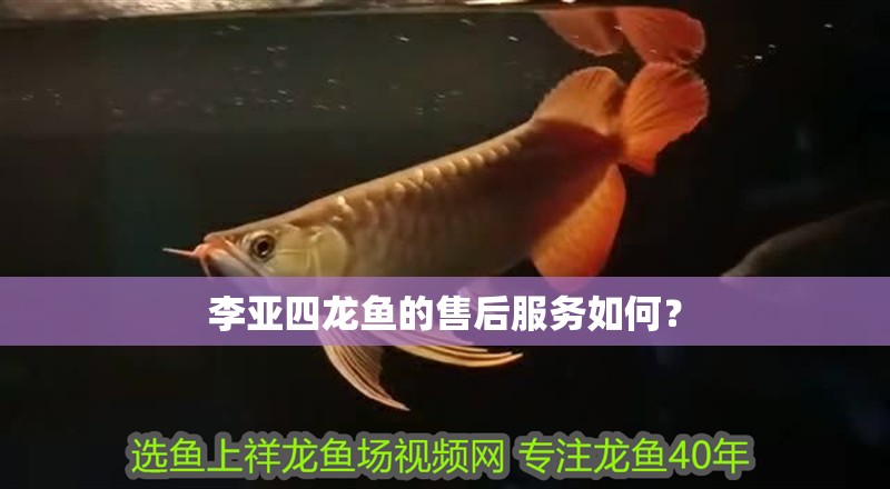 李亞四龍魚(yú)的售后服務(wù)如何？