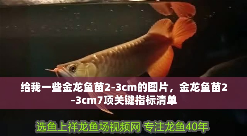 給我一些金龍魚苗2-3cm的圖片，金龍魚苗2-3cm7項關鍵指標清單