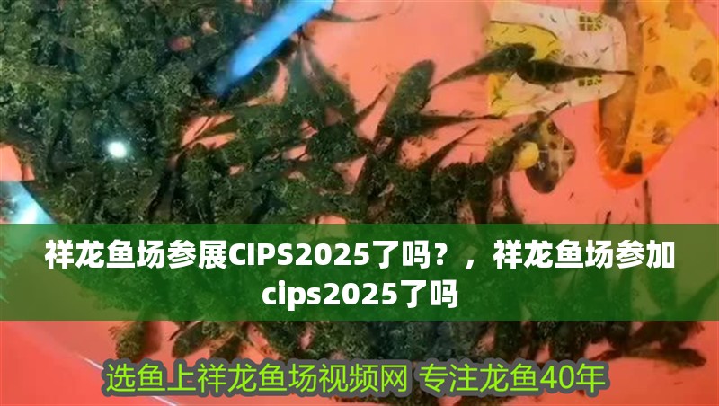 祥龍魚場參展CIPS2025了嗎？，祥龍魚場參加cips2025了嗎