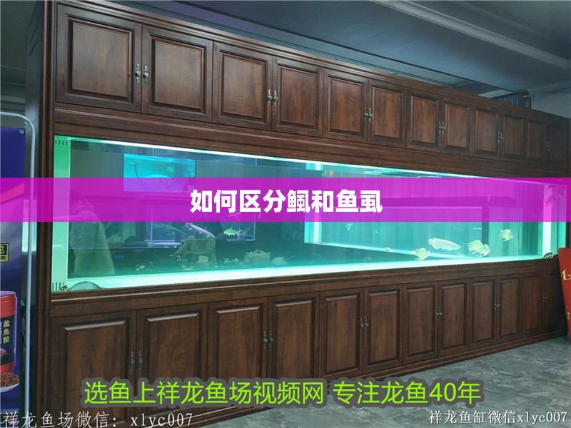如何區分鲺和魚虱