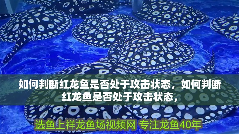 如何判斷紅龍魚是否處于攻擊狀態，如何判斷紅龍魚是否處于攻擊狀態，
