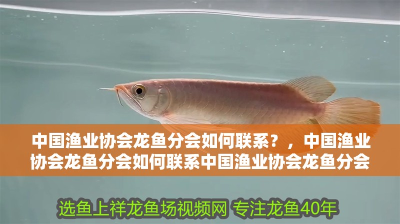 中國漁業協會龍魚分會如何聯系？，中國漁業協會龍魚分會如何聯系中國漁業協會龍魚分會