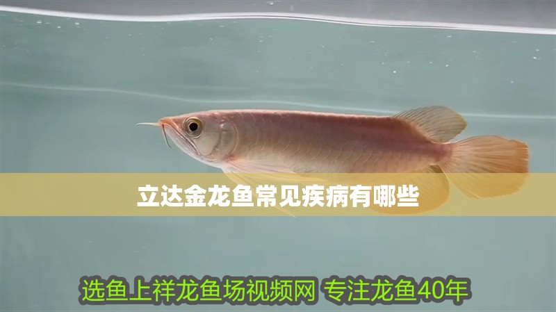 立達金龍魚常見疾病有哪些