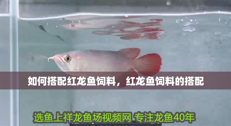 如何搭配紅龍魚飼料，紅龍魚飼料的搭配