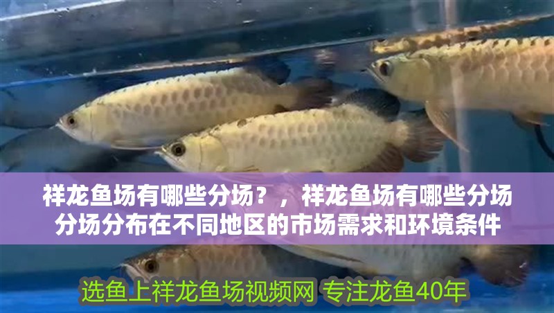 祥龍魚場有哪些分場？，祥龍魚場有哪些分場分場分布在不同地區的市場需求和環境條件